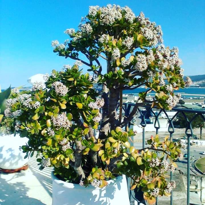 Summer House Tanger Εξωτερικό φωτογραφία